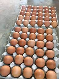 Googro 60 eggs jumbo